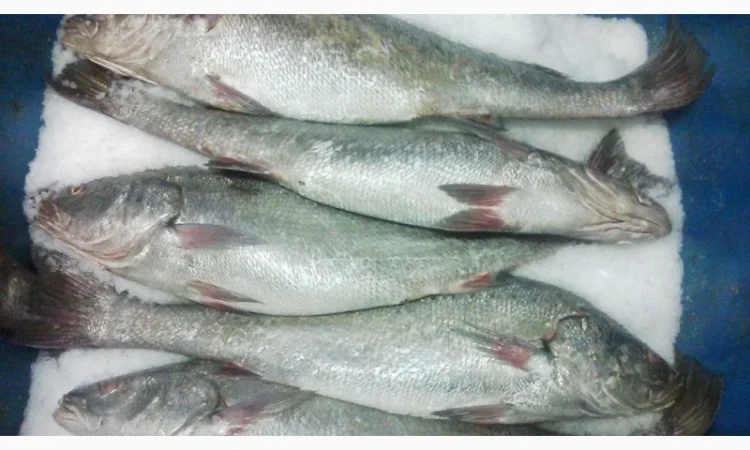 Продажа мороженой пеламиды на борту судна - фото № 17