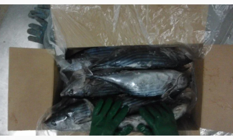 Продажа мороженой пеламиды на борту судна - фото № 16