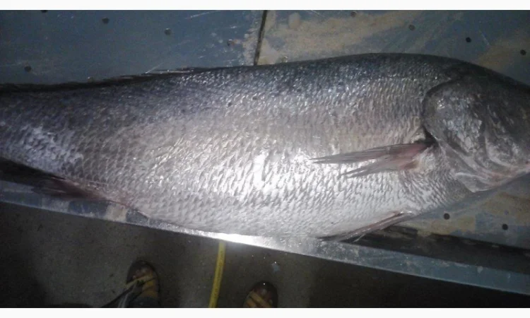 Продажа мороженой пеламиды на борту судна - фото № 15