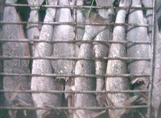 Продажа мороженой пеламиды на борту судна - фото № 14