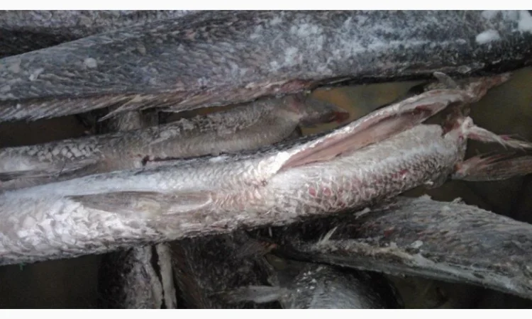 Продажа мороженой пеламиды на борту судна - фото № 13