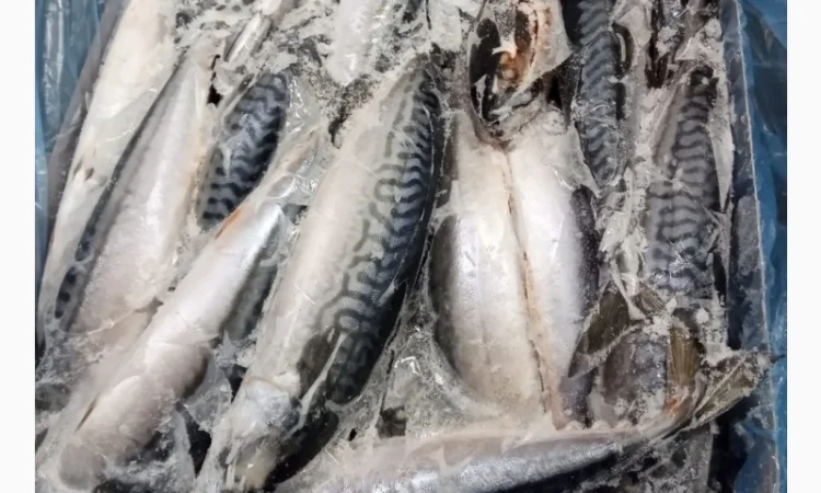 Скумбрія 400-600, Норвегія - фото № 2