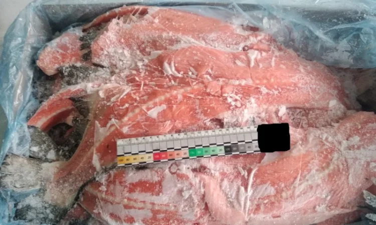 Хребты лосося норвежского - фото № 2