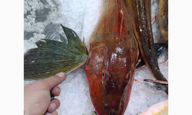 Продам морской петух - фото № 1