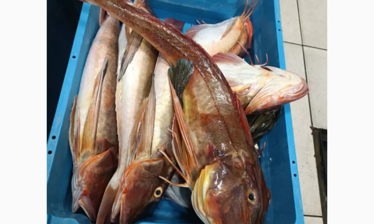 Продам морской петух - фото № 4