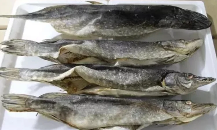 Продам вяленый бычок - фото № 2