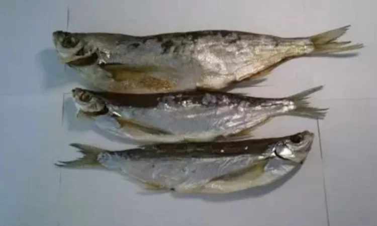 Продам вяленый бычок - фото № 3