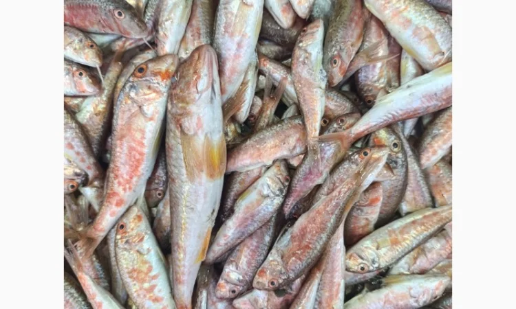 Продам черноморскую барабульку - фото № 1