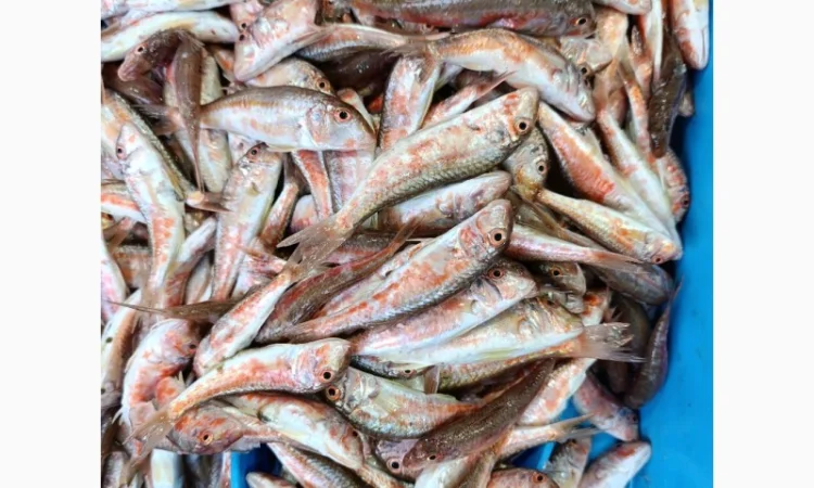 Продам черноморскую барабульку - фото № 2