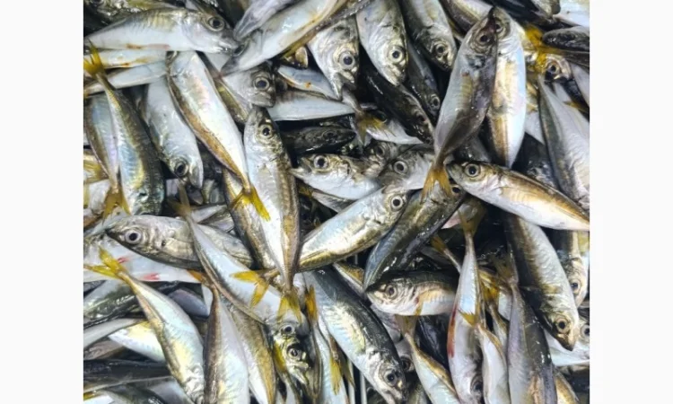 Продам черноморскую ставриду - фото № 1