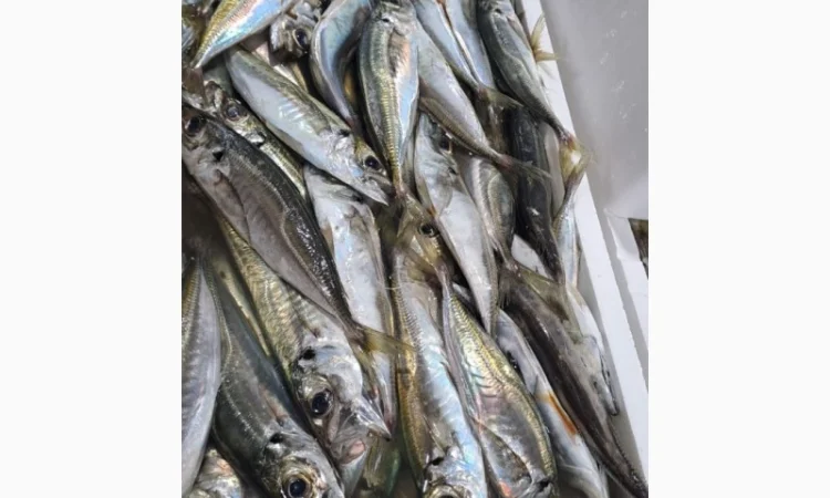 Продам черноморскую ставриду - фото № 2