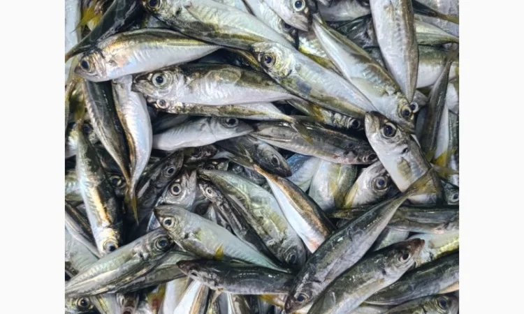 Продам черноморскую ставриду - фото № 3