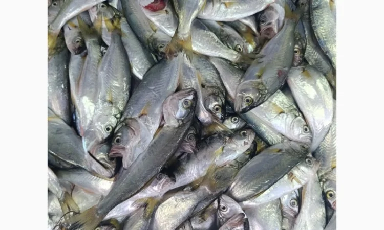 Продам черноморский луфарь - фото № 1