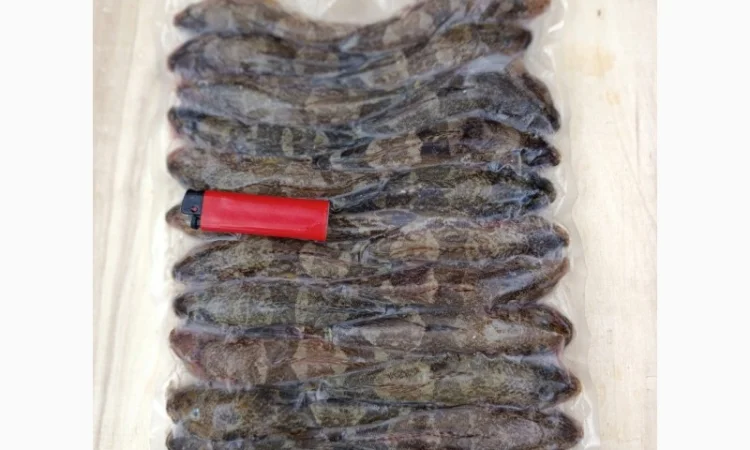 Продам бычок черноморский - фото № 1