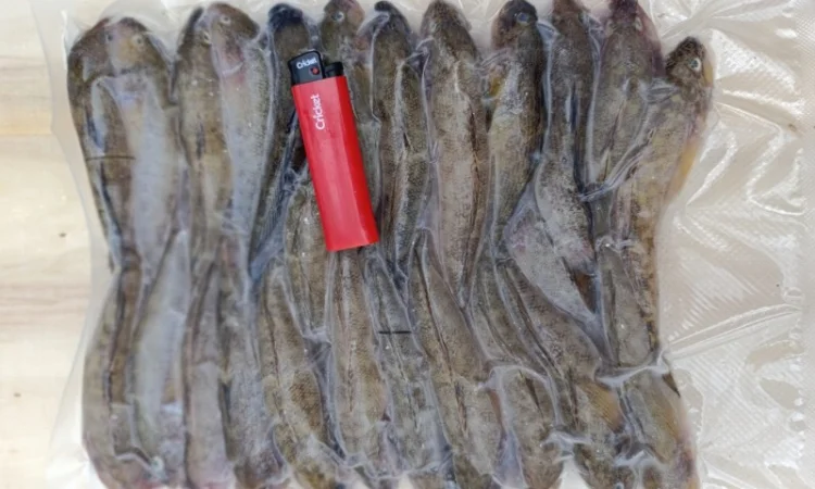 Продам бычок черноморский - фото № 11