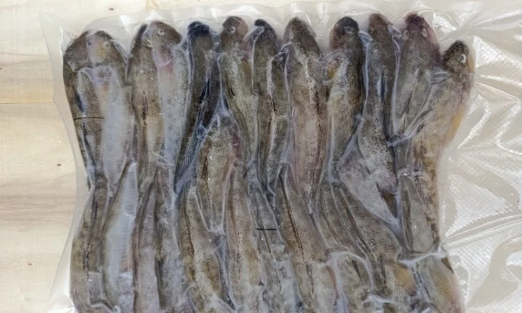 Продам бычок черноморский - фото № 12