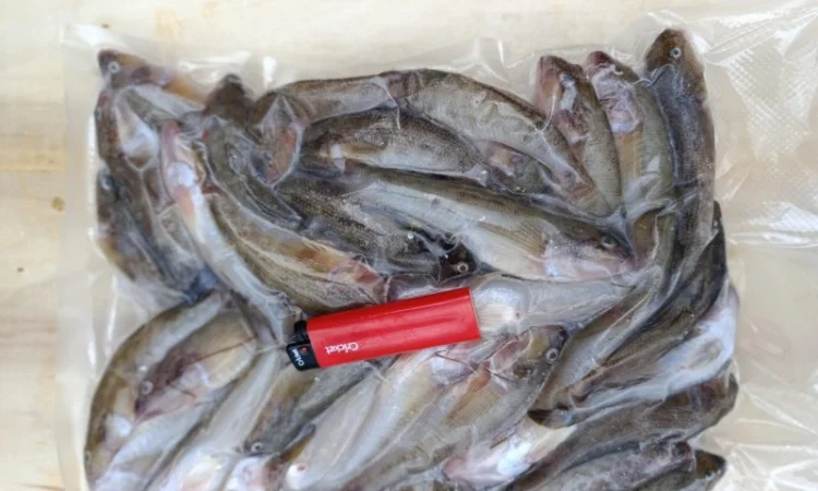 Продам бычок черноморский - фото № 5