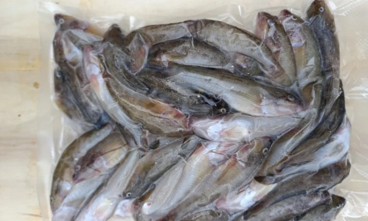 Продам бычок черноморский - фото № 6