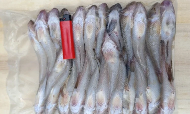 Продам бычок черноморский - фото № 9