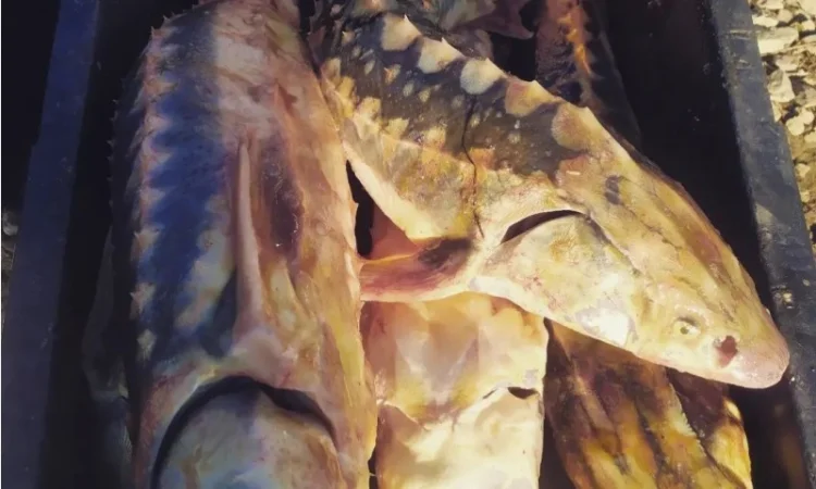 Продам осётр черноморский - фото № 8