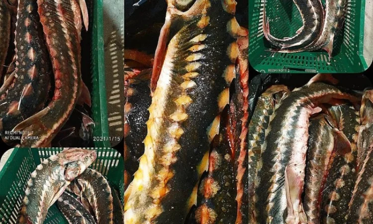 Продам осётр черноморский - фото № 9