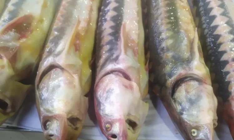 Продам осётр черноморский - фото № 1