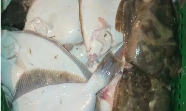 Продам осётр черноморский - фото № 2