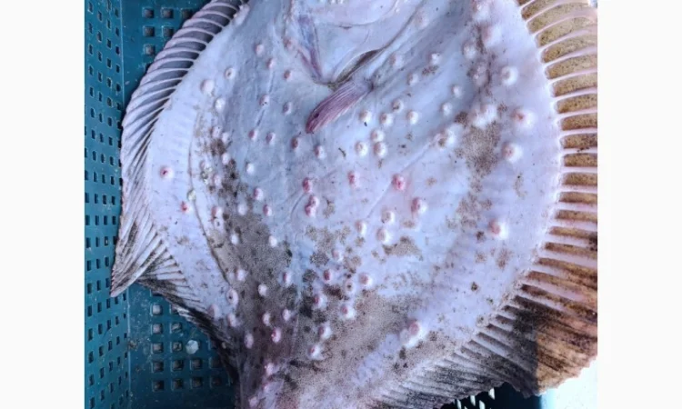 Продам осётр черноморский - фото № 3