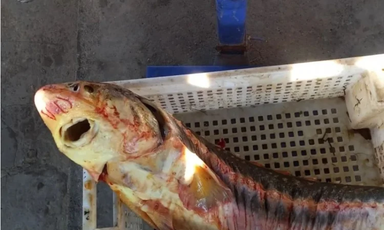 Продам осётр черноморский - фото № 4