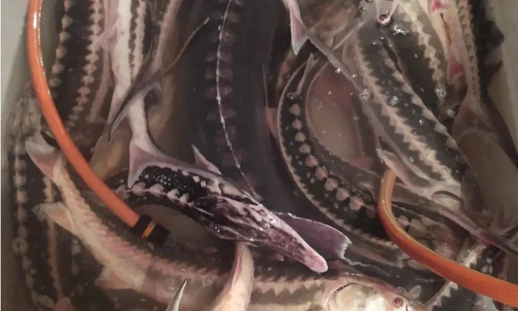 Продам осётр черноморский - фото № 6