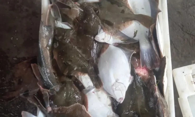 Продам осётр черноморский - фото № 7