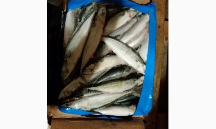 Продаём хек, селёдку, скумбрию и тд - фото № 6