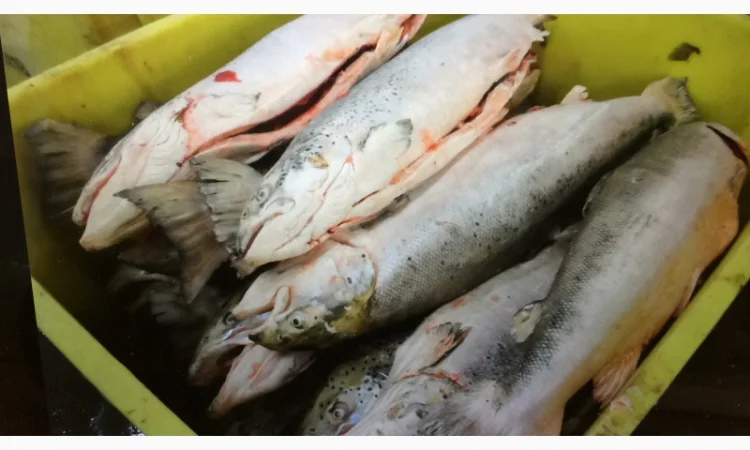 Рыба свежемороженная - фото № 15