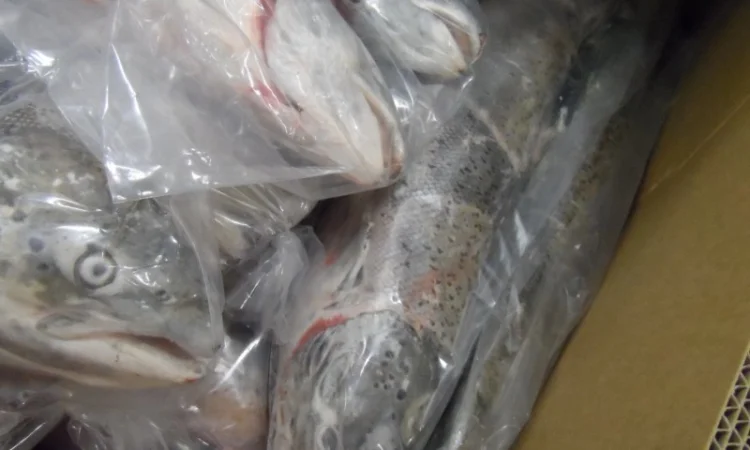 Рыба свежемороженная - фото № 14