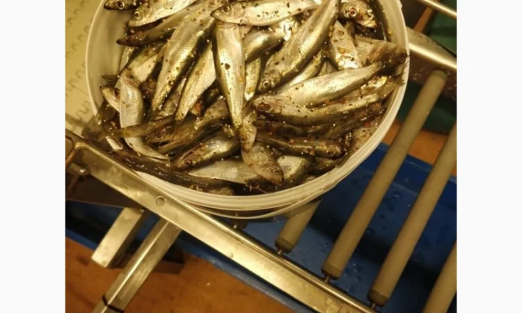 Рыба свежемороженная - фото № 6