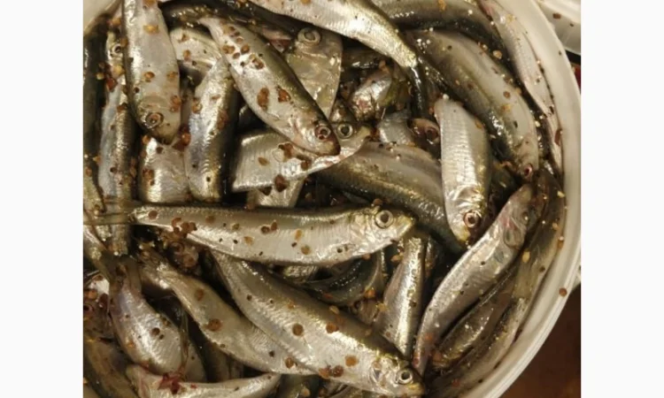 Рыба свежемороженная - фото № 5