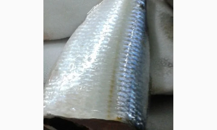 Марокканская сардина, сардинелла - фото № 1