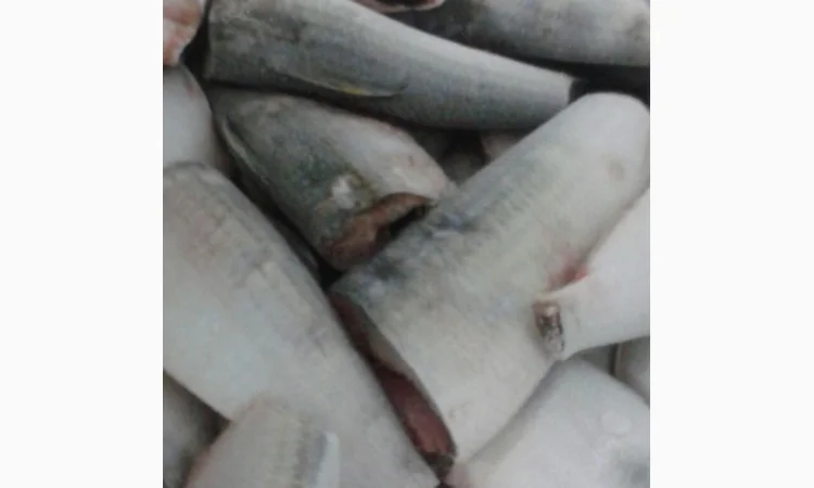 Марокканская сардина, сардинелла - фото № 2