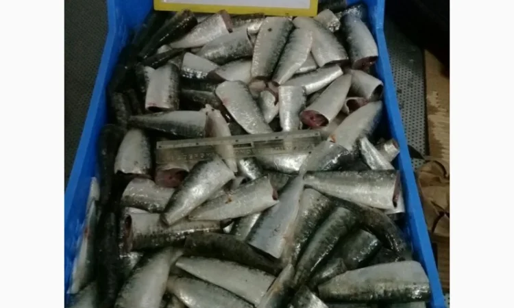 Марокканская сардина, сардинелла - фото № 3