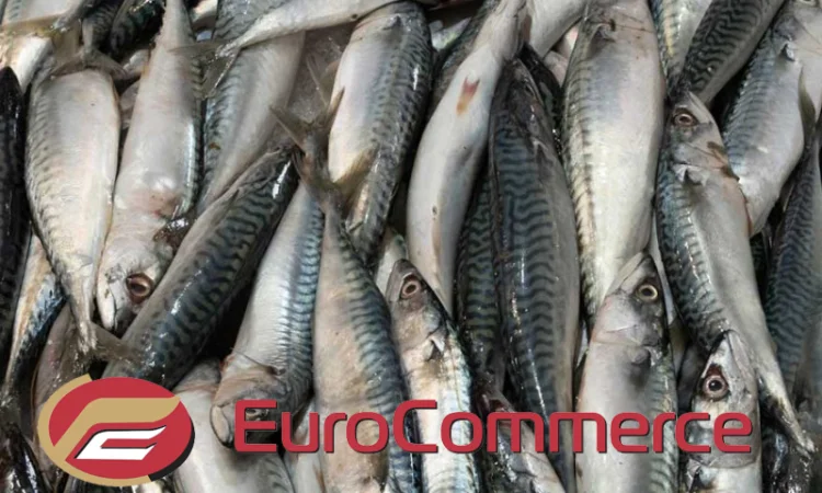 Лосось, Мойва, Оселедець, Риба Аргентина, Скумбрія, Хек. Оптом. Власний імпотрт - фото № 6