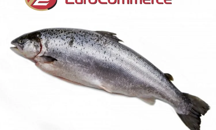 Лосось оптом. Власний імпорт - фото № 1