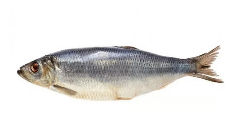 Морожена риба оптом. Власний імпорт: скумбрія, хек, аргентина, оселедець, лосось, мойва - фото № 3