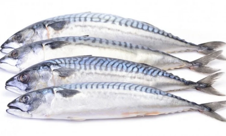 Морожена риба оптом. Власний імпорт: скумбрія, хек, аргентина, оселедець, лосось, мойва - фото № 4