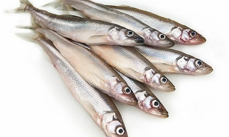 Морожена риба оптом. Власний імпорт: скумбрія, хек, аргентина, оселедець, лосось, мойва - фото № 5