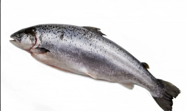 Морожена риба оптом. Власний імпорт: скумбрія, хек, аргентина, оселедець, лосось, мойва - фото № 6