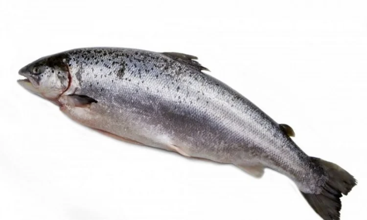 Лосось оптом. Власний імпорт - фото № 1