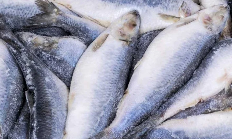 Оселедець Атлантична оптом. Власний імпорт - фото № 1