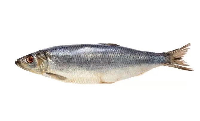 Оселедець Атлантична оптом. Власний імпорт - фото № 2