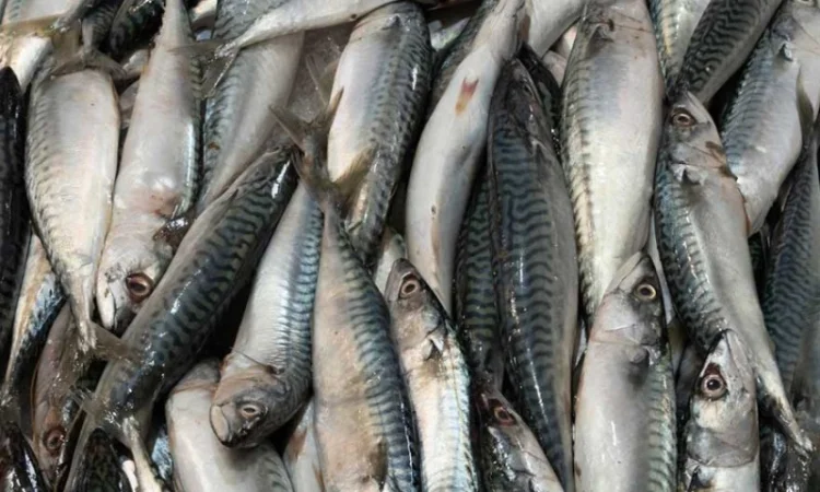 Скумбрія Атлантична оптом. Власний імпорт - фото № 1