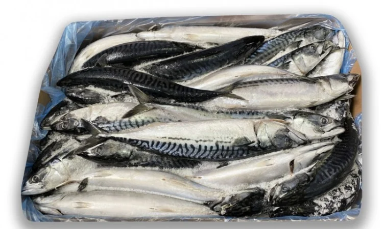 Скумбрія Атлантична оптом. Власний імпорт - фото № 2